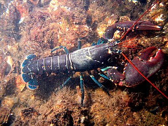Lobster (Decapoda)